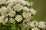 Narrowleaf mountainmint